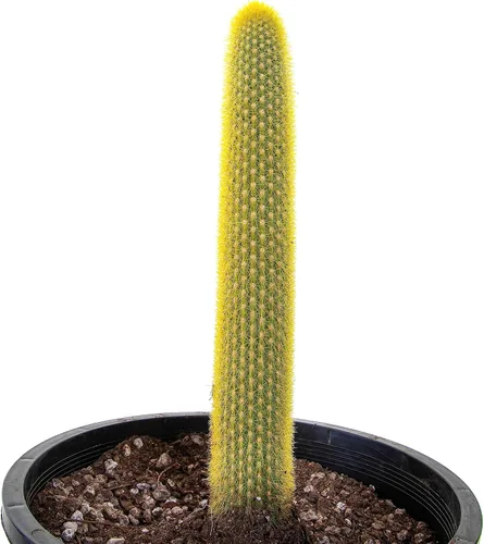 Vista 12 de Cactus Outlet - Curiosity - Plantas de cactus vivas, plantas vivas para uso en interiores y exteriores, cactus vivos, 12 a 18 pulgadas, cactus vivos