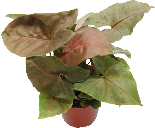 Vista 9 de Fresa Syngonium - 4'' de California Tropicals