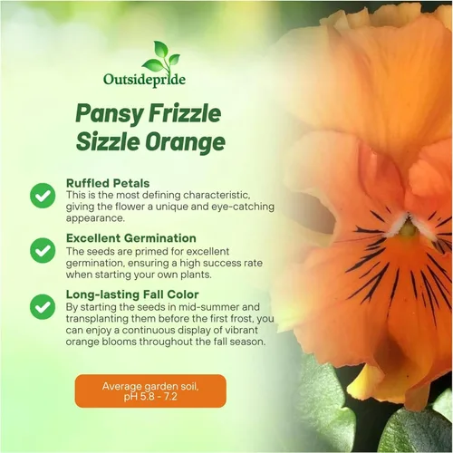 Vista 3 de Outsidepride Frizzle Sizzle - Semillas de pensamiento de viola naranja para plantar, 50 unidades. Flores bienales, resistentes al frío y aptas