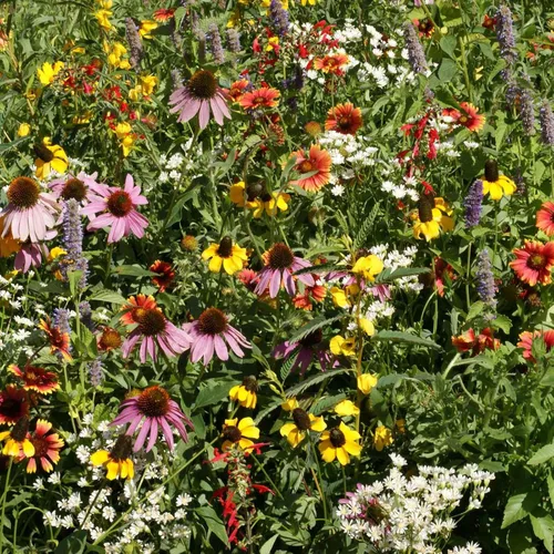 Vista 14 de Eden Brothers Native Western Xeriscape - Mezcla de semillas de flores