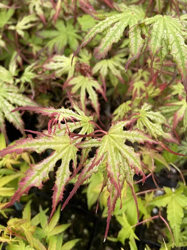 Vista 9 de Phantom Flame - Arce japonés blanco con puntas de hojas rojas - Árbol vivo de 2 años