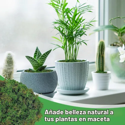 Vista 4 de Musgo verde natural de 10 onzas para plantas de interior, musgo real de bosque seco para manualidades, jardines de hadas artificiales, mosswall