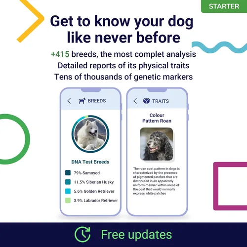 Vista 2 de Koko Genetics - Prueba de ADN para perros Starter - (Informes de razas y rasgos) - Actualizaciones sin costo