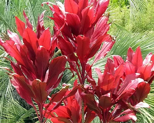 Vista 9 de Troncos de plantas de hojas de Ti rojas hawaianas, plantas tropicales vivas para interiores y exteriores, 2 troncos de corte de cordyline fruticosa