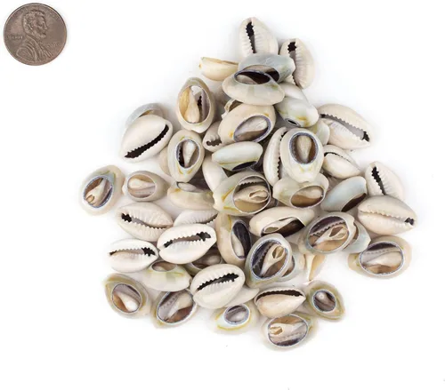 Vista 2 de Cowrie Shells (mediano) – Aproximadamente 50 piezas – Blanco, Natural – Fabricación de joyas, proyectos de manualidades, uso artístico, adornos