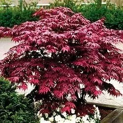 Vista 4 de Planta viva de arce rojo japonés, árbol de 1 a 2 pies de alto en maceta de 3 pulgadas, arce rojo enano ornamental al aire libre para paisajismo