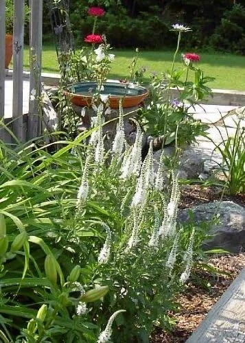 Vista 3 de 50 colores mixtos Veronica Sightseeing Mix (Spike Speedwell) Veronica Spicata Flower Seeds