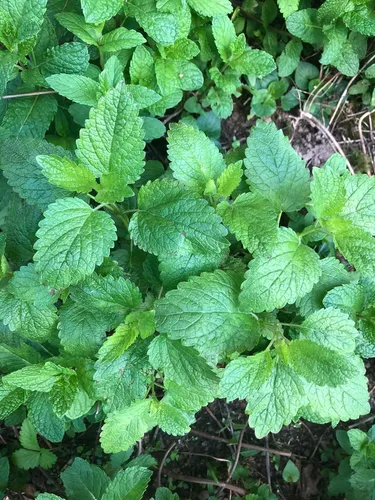 Vista 3 de Planta de bálsamo de limón orgánico, (Melissa officinalis) maceta de 2.5 pulgadas, hierba aromática comestible para té y cocina