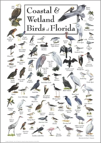 Vista 6 de Earth Sky + Water - Aves costeras y humedales de Florida - Pósters de doble estera con marco negro