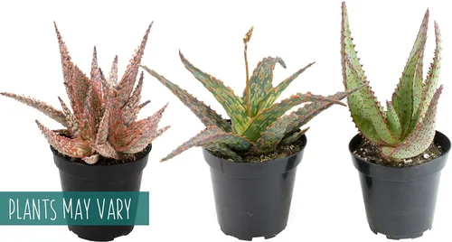 Vista 12 de Plantas suculentas de aloe vivo (paquete de 3), plantas suculentas viven en tierra para macetas, plantas suculentas en maceta, plantas vivas