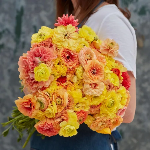 Vista 19 de Colección Tulip & Muscari - 15 bombillas - Bulbos de flores mixtas, bombilla atrae abejas, atrae mariposas, atrae polinizadores, fácil de cultivar