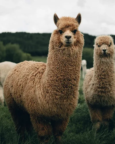 Vista 6 de Leo Design Paquete de 2 calcetines de lana de alpaca natural y cordero para hombres y mujeres, mezcla gruesa y pesada, invierno, térmicos