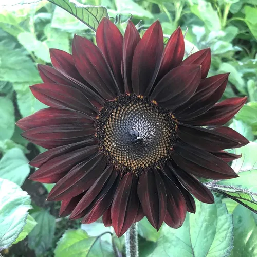 Vista 59 de Eden Brothers Semillas de girasol - Autumn Beauty