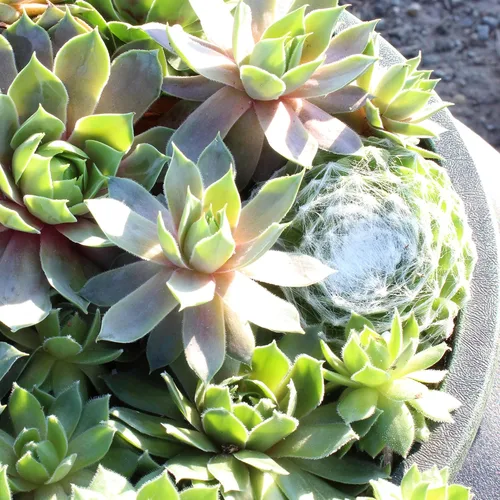 Vista 9 de Altman Plants Planta suculenta viva sempervivum no tóxica, regalo en maceta decorativa de 8 pulgadas, suculentas reales para cultivar, gallinas