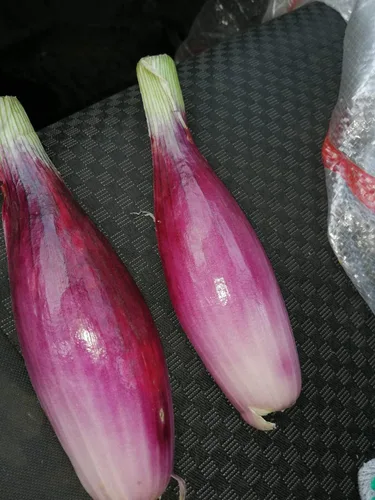 Vista 2 de Semillas Verduras herederas de cebolla de chalota roja para plantar sin OMG