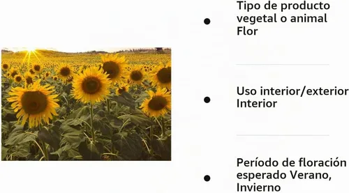 Vista 8 de Semillas de girasol enano para plantar