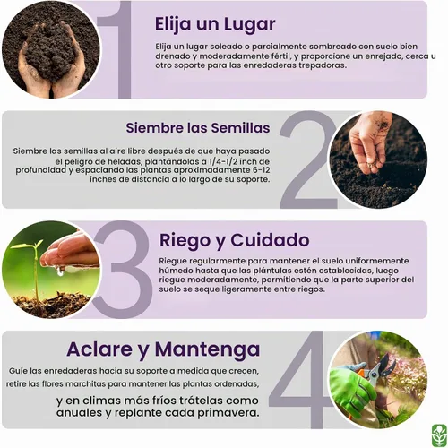 Vista 5 de Semillas de vid de flor de luna blanca, enredadera trepadora de hasta 15 pies, fragantes