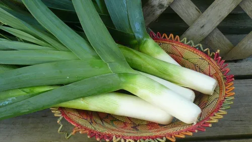 Vista 2 de Semillas de cebolla de puerro gigante sin OMG vegetal para plantar