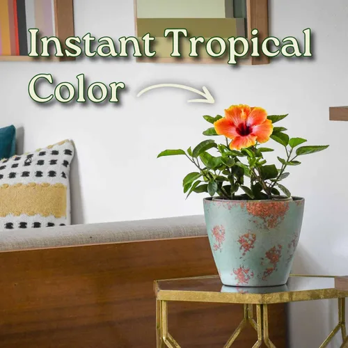 Vista 4 de Arbusto de Hibisco Fiesta - Planta Floreciente de Hibisco Viva - Planta de Flor Tropical - Maceta de 1 Galón - Altura Total de 10" a 14" - Plantas