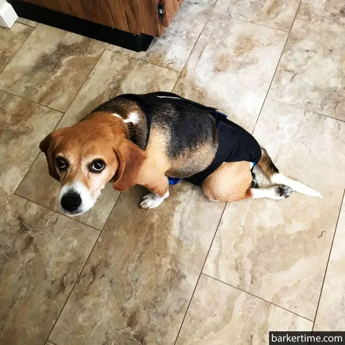 Vista 2 de Pañal negro para perro, XXL, con orificio para la cola, fabricado en Estados Unidos