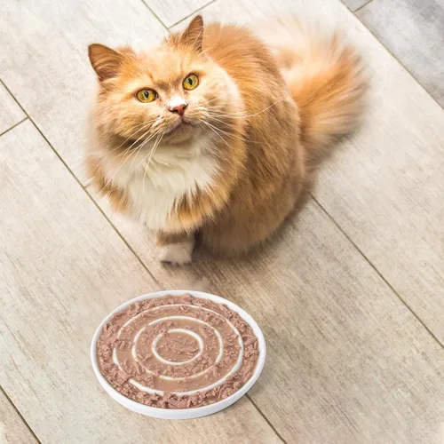 Vista 7 de Comedero lento de cerámica para gatos, plato de apertura poco profunda