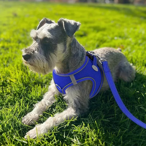 Vista 59 de Joytale Arnés para Perros Pequeños, Chaleco de Malla Transpirable Step-in, Arneses Acolchados Suaves Reflectantes para Gatos y Perros Cachorros