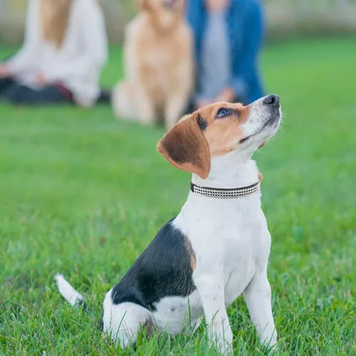 Vista 7 de PUPTECK Collar básico ajustable para gato con diamantes brillantes y campanas dobles, para gatitos y cachorros pequeños, collares de diamantes