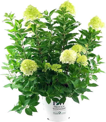 Vista 10 de Hortensia arb. 'Annabelle' (hortensia suave) Arbusto, flores de cabeza de fregona blancas, #3 - Contenedor