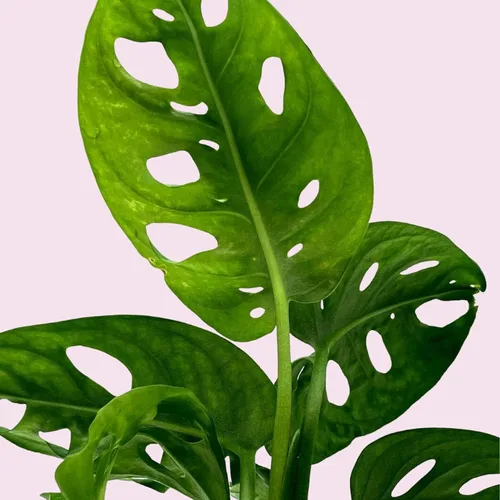 Vista 5 de BubbleBlooms Planta de queso suizo Monstera Adansonii, vive en una maceta de 4 pulgadas por BubbleBlooms