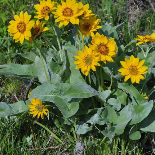 Vista 2 de Arrowleaf Balsamroot 125 Semillas Balsamorhiza sagittata