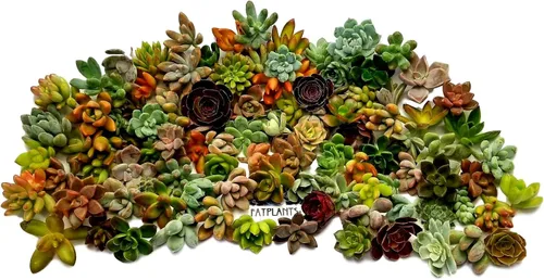 Vista 9 de Fat Plants San Diego, esquejes de suculentas, roseta pequeña