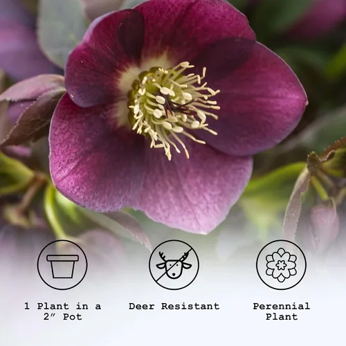 Vista 5 de Plantas vivas de rosa cuaresma, una planta de eléboro en maceta de 2 pulgadas, plantas de flores perennes y que florecen en invierno, varios