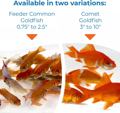 Vista 5 de Toledo Goldfish peces cometa vivos, peces de descarte, para estanques, acuarios o peceras, nacidos y criados en Estados Unidos, se garantiza que