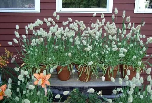 Vista 5 de Semillas de flores raras Lagurus Ovatus Ornamental Grass Bunny Tails Anual 100 Semillas