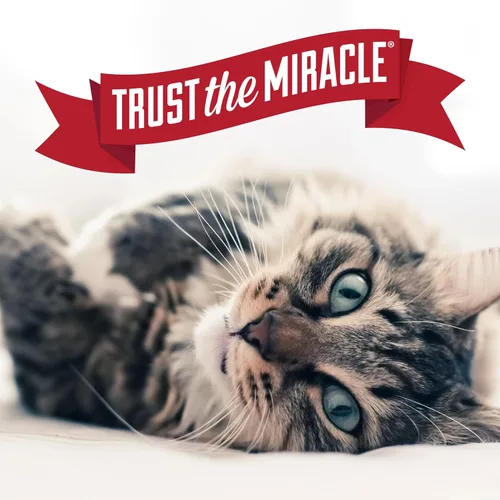 Vista 9 de Nature's Miracle Advanced Platinum Spray Repelente Pet Block para Gatos, 8 Onzas, Ayuda de Entrenamiento para Interiores para Gatos