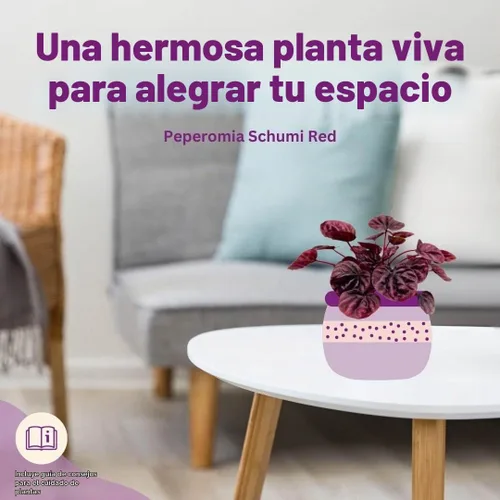 Vista 6 de BubbleBlooms Peperomia Ondulación Esmeralda Roja en una olla de 4 pulgadas Pep Caperata