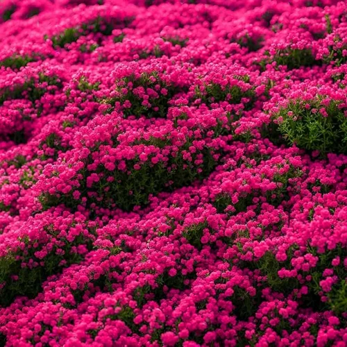 Vista 2 de Más de 20000 semillas de tomillo rastrero rojo, semillas de plantas perennes, sin OMG, semillas de tomillo rastrero para plantar