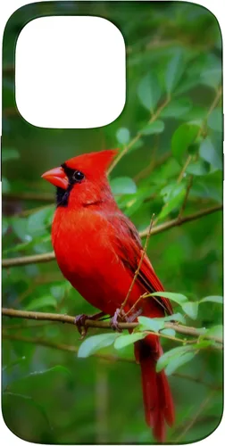 Vista 21 de Hermosa cardenal pájaro rojo escena de la naturaleza caso para iPhone 17