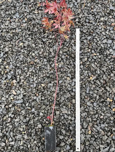 Vista 3 de Bloodgood Árbol de arce japonés rojo - Planta viva de 2 años - Acer palmatum 'Bloodgood' por - Japanese Maples and Evergreens