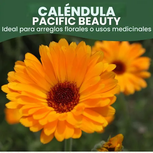Vista 3 de Calendula Pacific Beauty - Paquete grande de 1 onza - 3,000 semillas de flores para plantar - Calendula officinalis