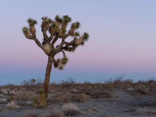 Vista 4 de Yucca Brevifolia Joshua Tree Seeds, paquete de 10 semillas por Seeds2Go