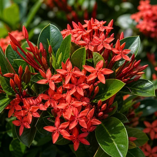 Vista 3 de Ixora Enano Rojo 3 Plantas Vivas Ixora Coccinea Arbusto Floreciente para Jardín Plantas Decorativas Tropicales