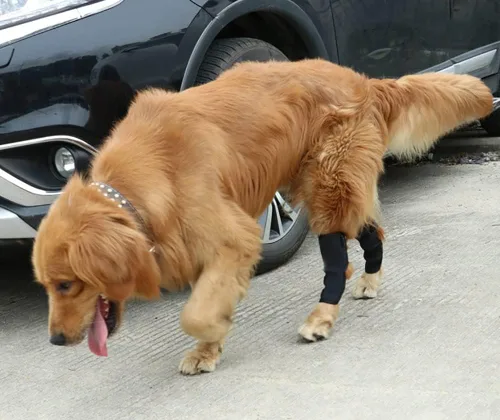 Vista 6 de Alnicov 1 par de rodilleras para mascotas, para perros con artritis y lesiones