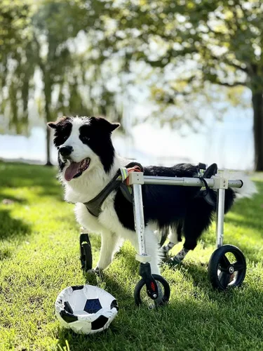 Vista 8 de Silla de ruedas grande y grande para perros, patas traseras para discapacitados, ruedas de absorción de impactos, carrito de movilidad para soporte