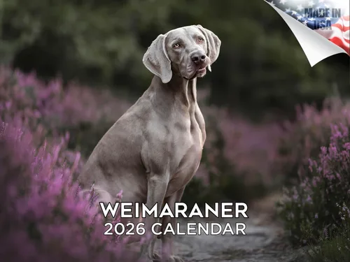 Vista 194 de Calendario de Lebrel Afgano 2025 2026, calendario mensual de pared de raza canina, 12" x 18" abierto, papel grueso sin traspaso, ideal para regalo