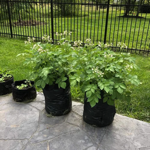 Vista 8 de JJGoo Paquete de 2 bolsas de cultivo de patatas de jardín de 10 galones con solapa y asas de aireación, macetas de tela de aireación, macetas