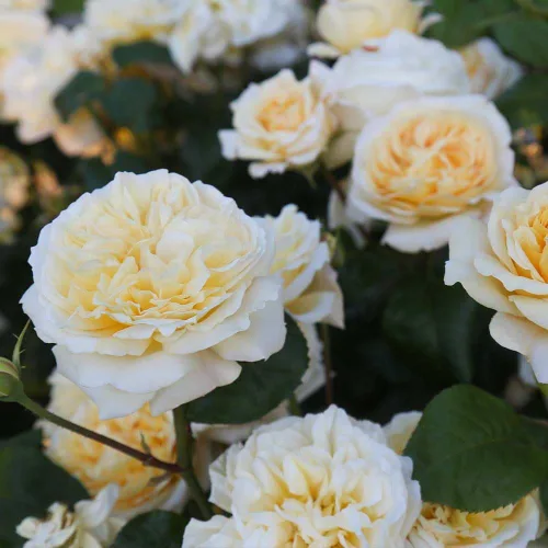 Vista 6 de Rosas de té híbridas de reliquia, planta de raíz propia viva para jardín al aire libre, Moonlight Romantica®, muy fragantes, zonas de rusticidad