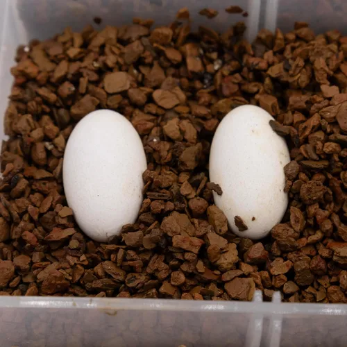 Vista 6 de Pangea Hatch - Sustrato de incubación de huevos de reptil prémium (1 lb)