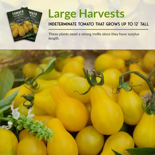 Vista 6 de Semillas de tomate Yellow Pear para plantar, variedad indeterminada de reliquia, racimos prolíficos de tomates cherry dorados en forma de pera