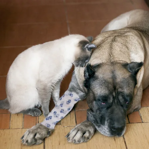 Vista 4 de Vendaje cohesivo para mascotas, cinta adhesiva autoadherente, rollos de gasa elástica multifunción, cinta veterinaria de primeros auxilios